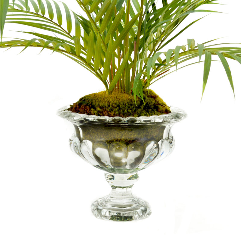 Creative Displays, Inc. Faux Palm Plant in Glass Vase & Reviews Perigold